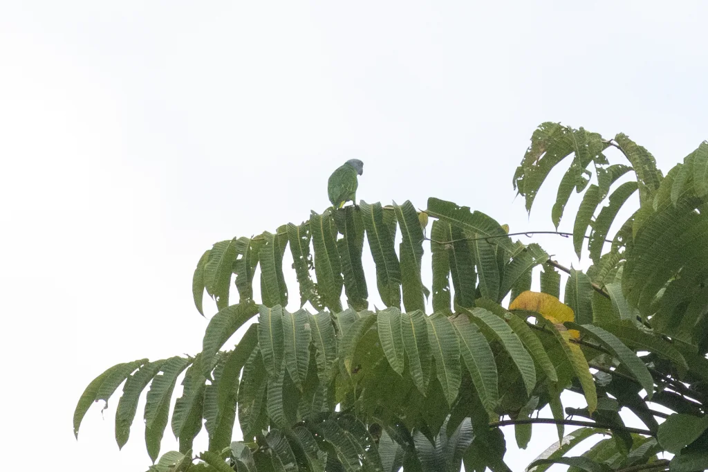 锡米卢鹦鹉(Psittinus abbotti)