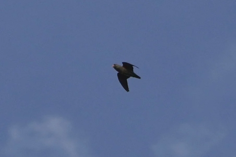 蓝腰鹦鹉(Psittinus cyanurus)