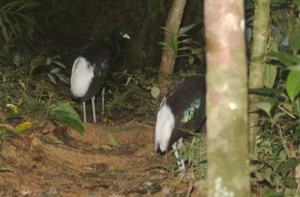 白翅喇叭声鹤（Psophia leucoptera）