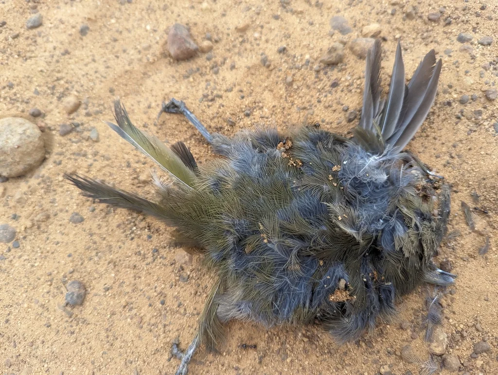 黑喉啸冠鸫(Psophodes nigrogularis)