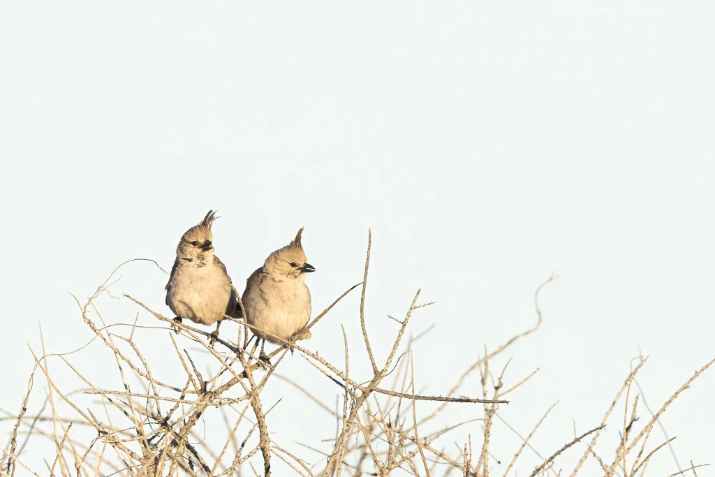 西啸冠鸫(Psophodes occidentalis)