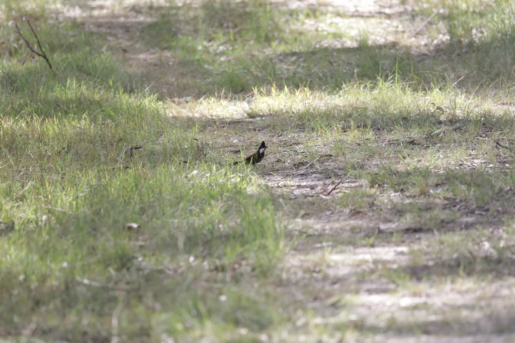 绿啸冠鸫(Psophodes olivaceus)