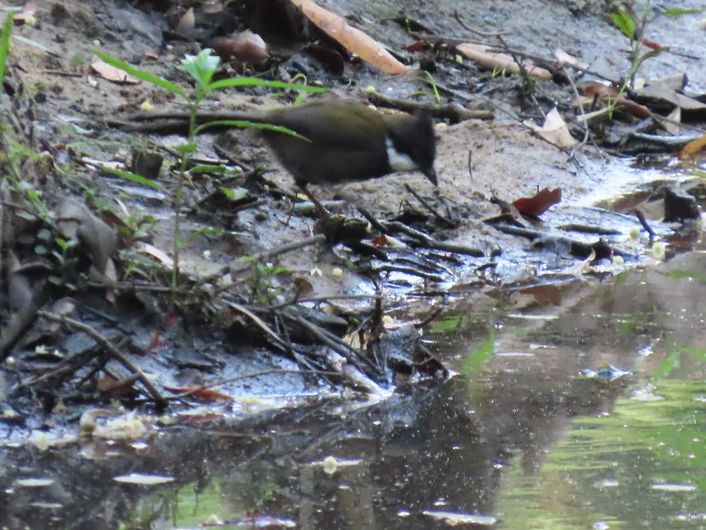 绿啸冠鸫(Psophodes olivaceus)