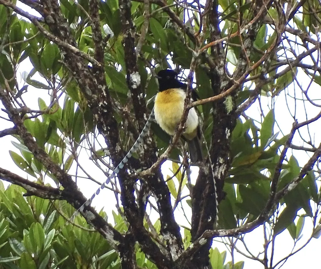 萨克森极乐鸟(Pteridophora alberti)