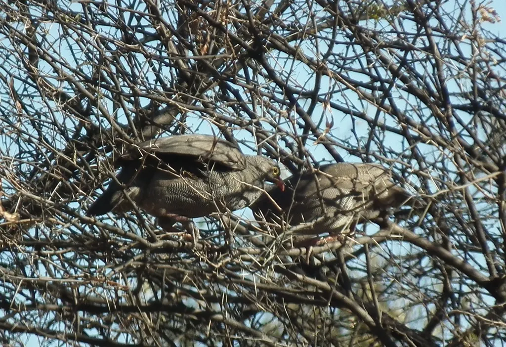 红嘴鹧鸪(Pternistis adspersus)