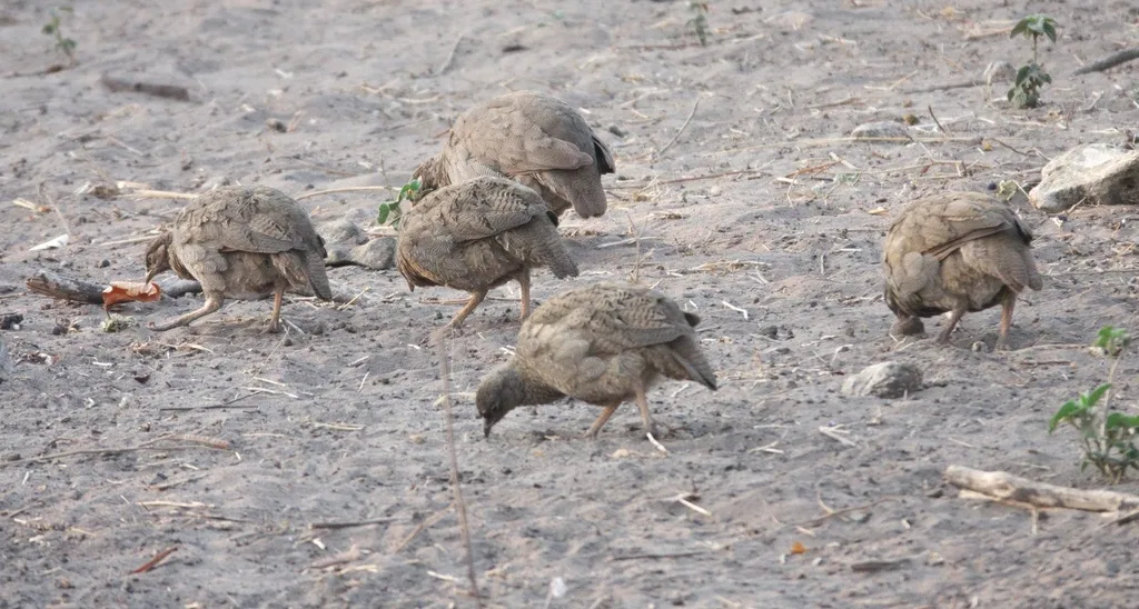 红嘴鹧鸪(Pternistis adspersus)