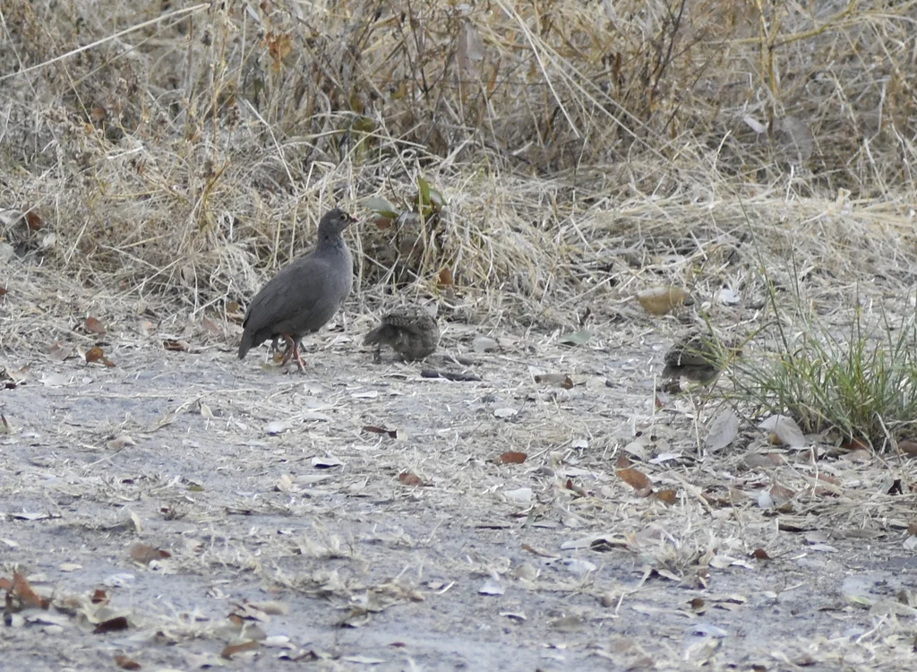 红嘴鹧鸪(Pternistis adspersus)