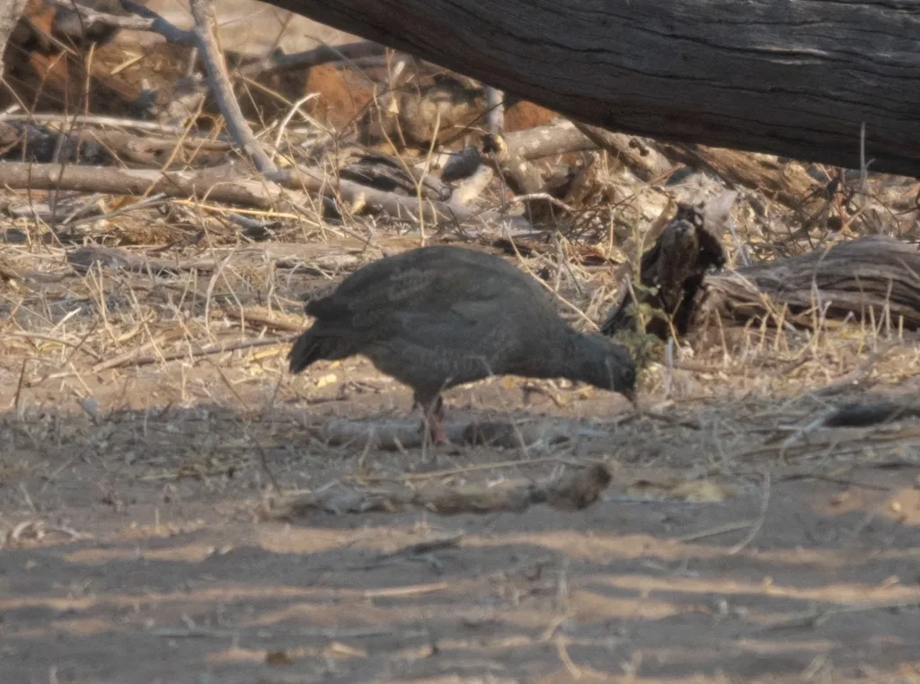 红嘴鹧鸪(Pternistis adspersus)