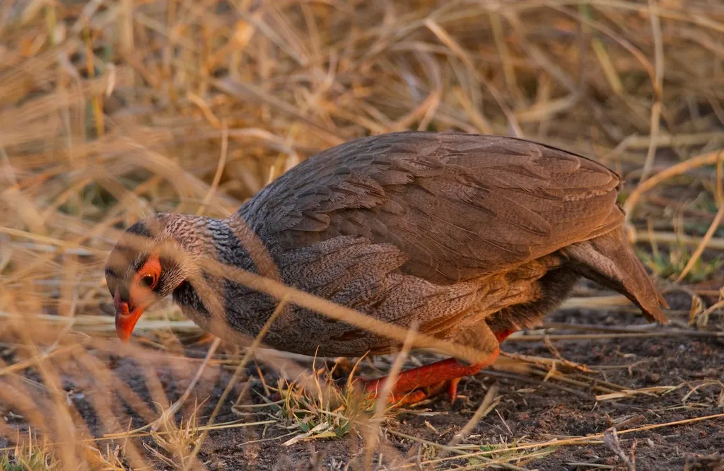 红喉鹧鸪(Pternistis afer)