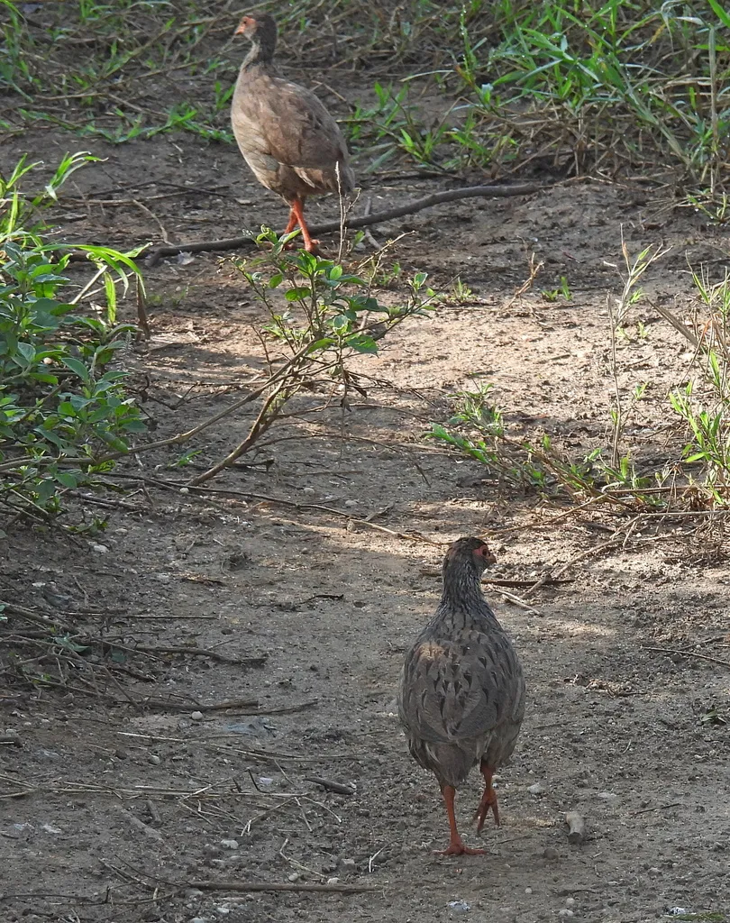 红喉鹧鸪(Pternistis afer)