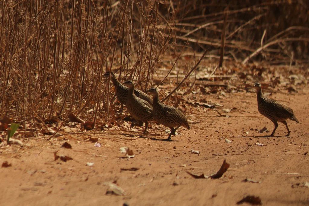 双距鹧鸪(Pternistis bicalcaratus)