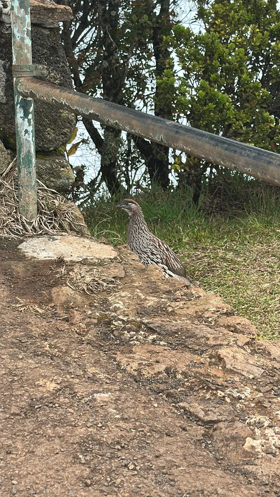 棕顶鹧鸪(Pternistis erckelii)
