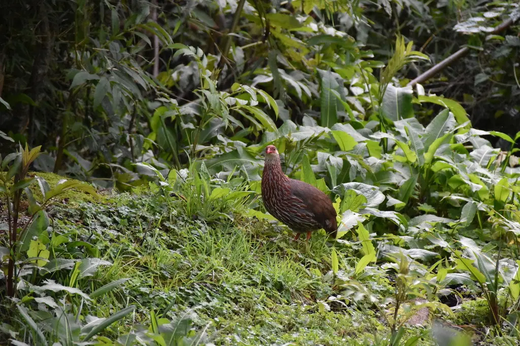 肯尼亚鹧鸪(Pternistis jacksoni)