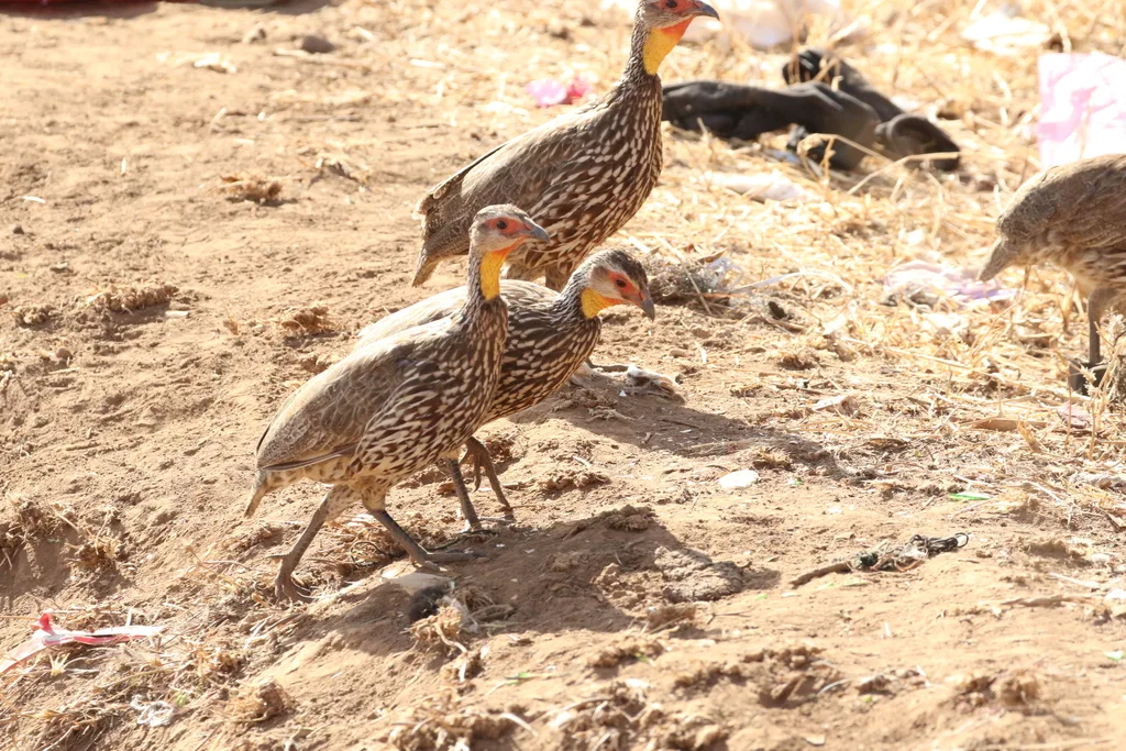 黄颈鹧鸪(Pternistis leucoscepus)