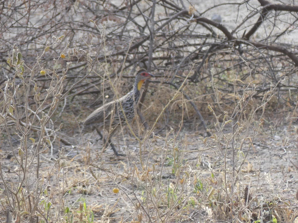 黄颈鹧鸪(Pternistis leucoscepus)
