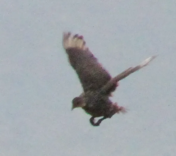 黄颈鹧鸪(Pternistis leucoscepus)
