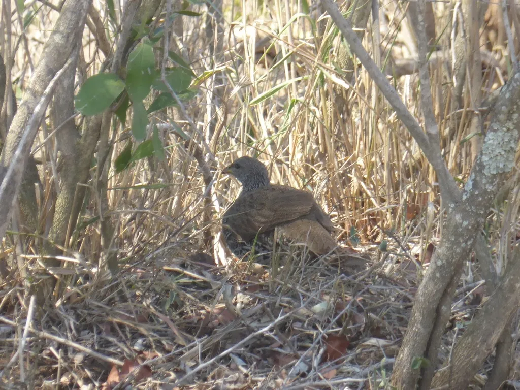 纳塔尔鹧鸪(Pternistis natalensis)