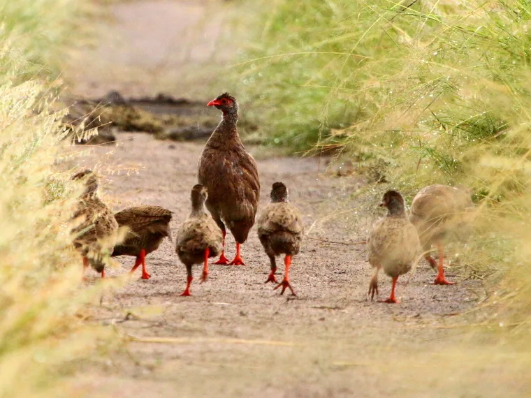 艳鹧鸪(Pternistis nobilis)