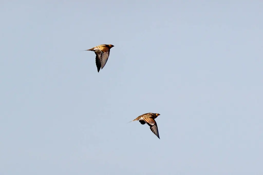 白腹沙鸡(Pterocles alchata)