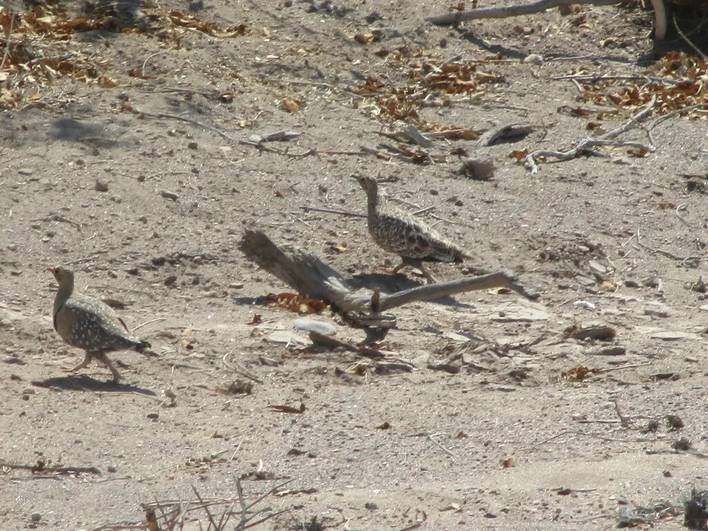 二斑沙鸡(Pterocles bicinctus)