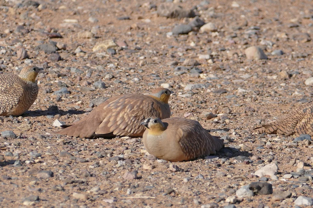 花头沙鸡(Pterocles coronatus)