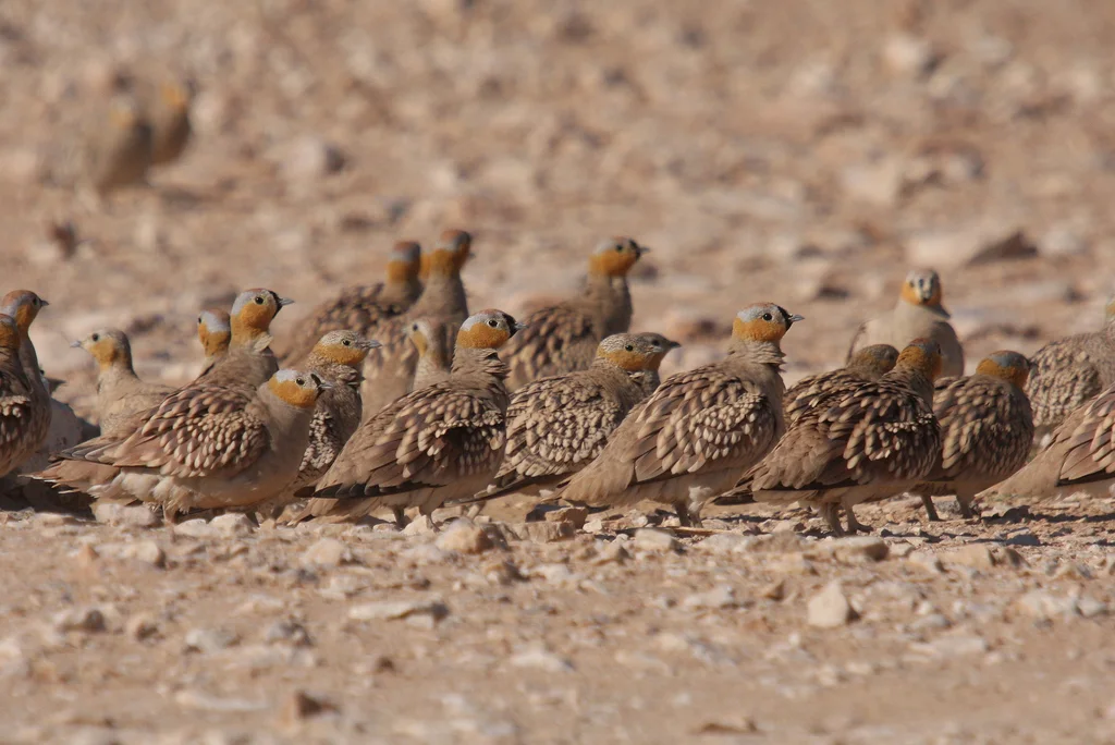 花头沙鸡(Pterocles coronatus)