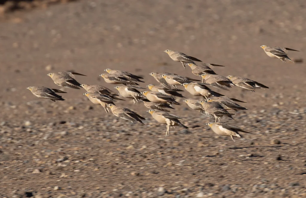 花头沙鸡(Pterocles coronatus)