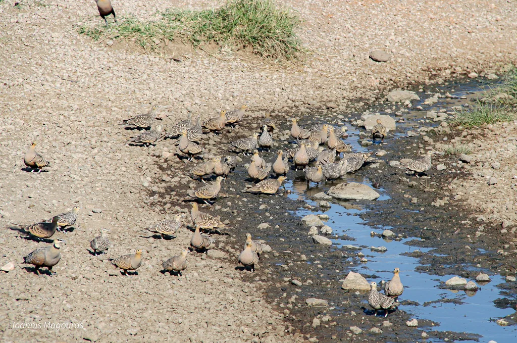 栗腹沙鸡(Pterocles exustus)