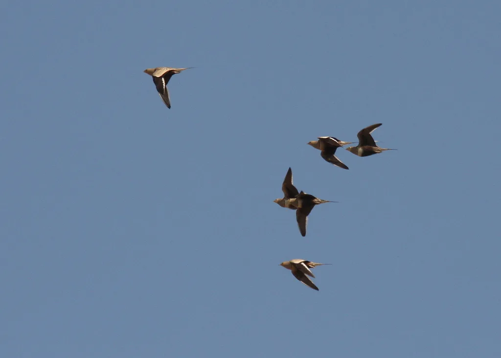 栗腹沙鸡(Pterocles exustus)