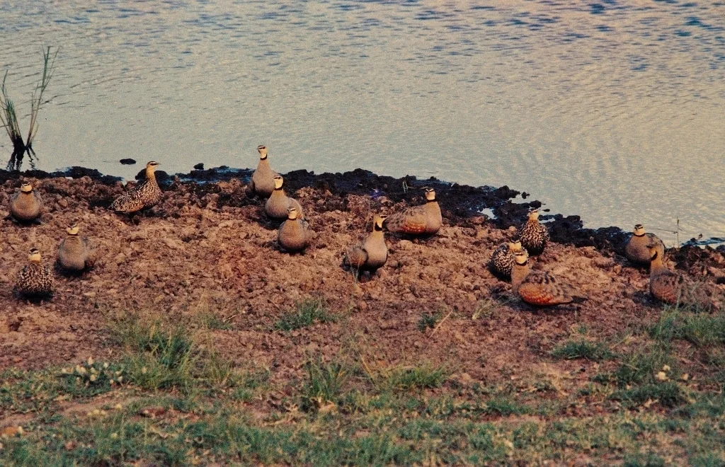 黄喉沙鸡(Pterocles gutturalis)