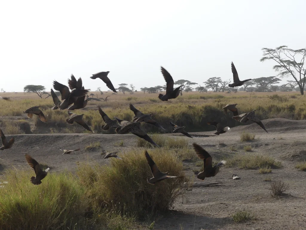 黄喉沙鸡(Pterocles gutturalis)