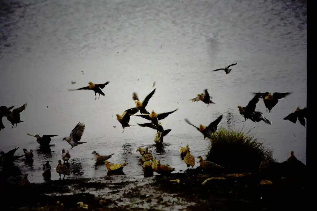 黄喉沙鸡(Pterocles gutturalis)