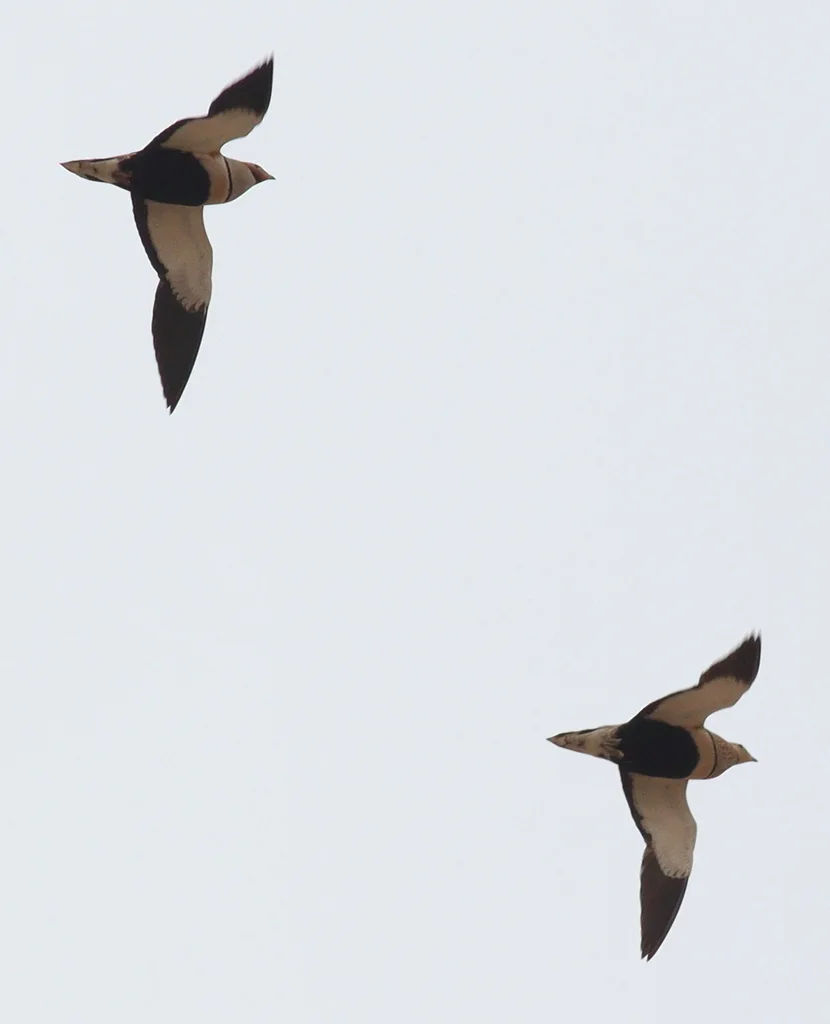 黑腹沙鸡(Pterocles orientalis)