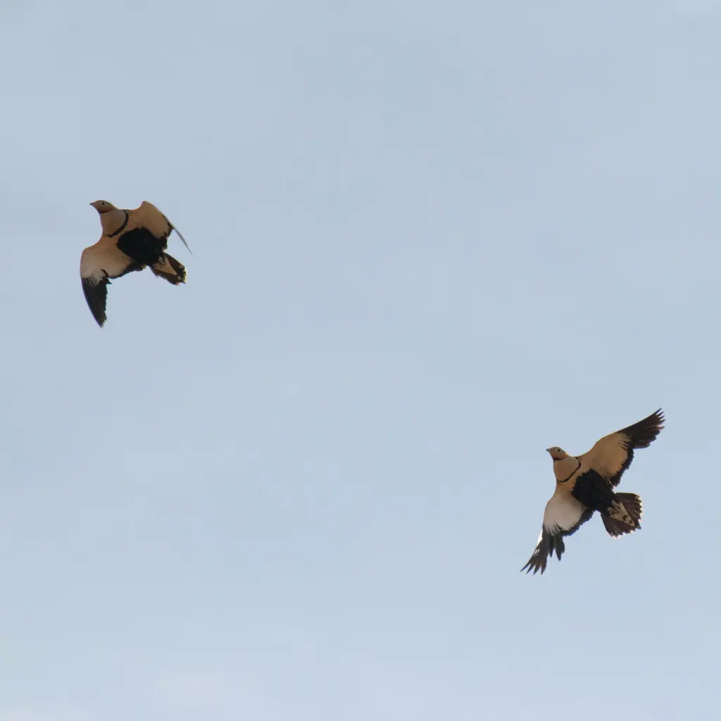 黑腹沙鸡(Pterocles orientalis)