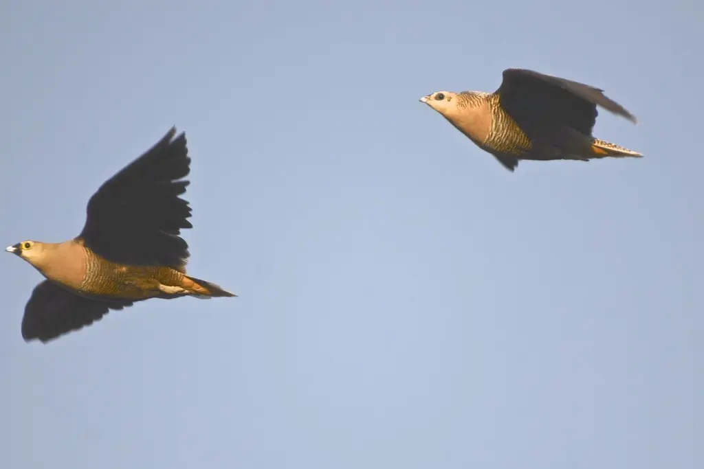 马岛沙鸡(Pterocles personatus)