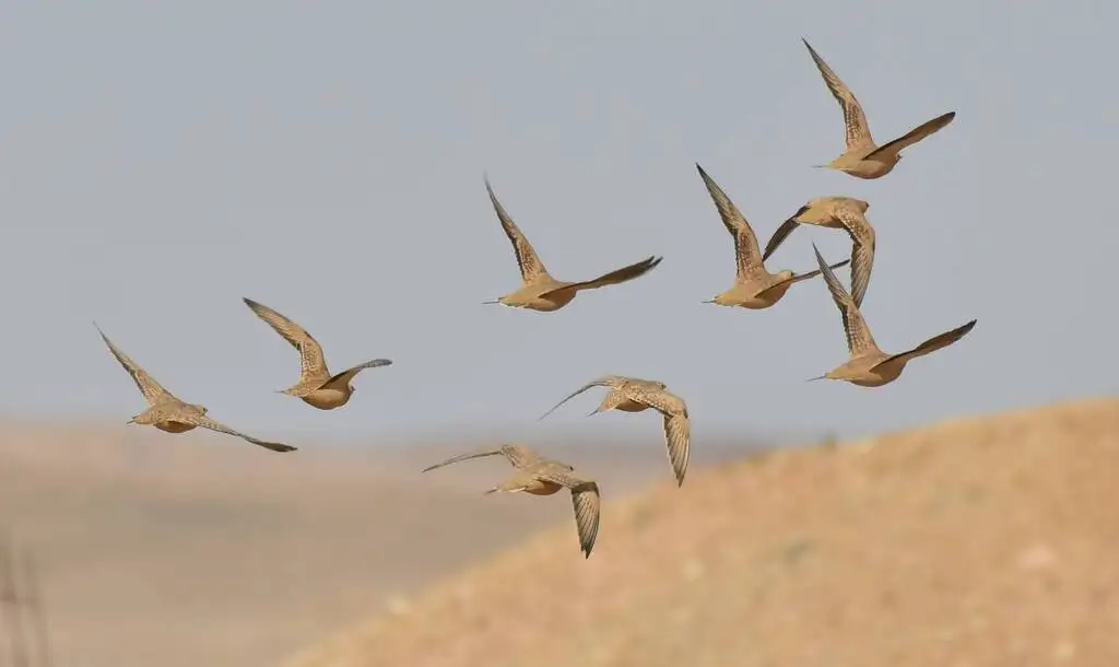 斑沙鸡(Pterocles senegallus)