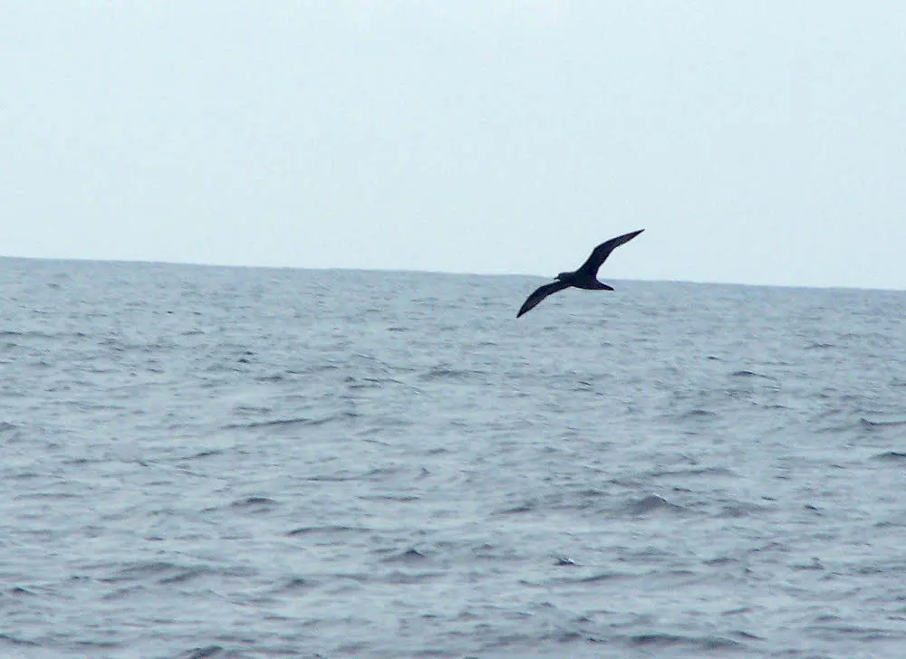 特岛圆尾鹱(Pterodroma arminjoniana)