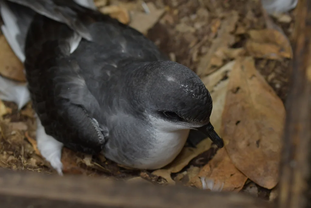 查岛圆尾鹱(Pterodroma axillaris)