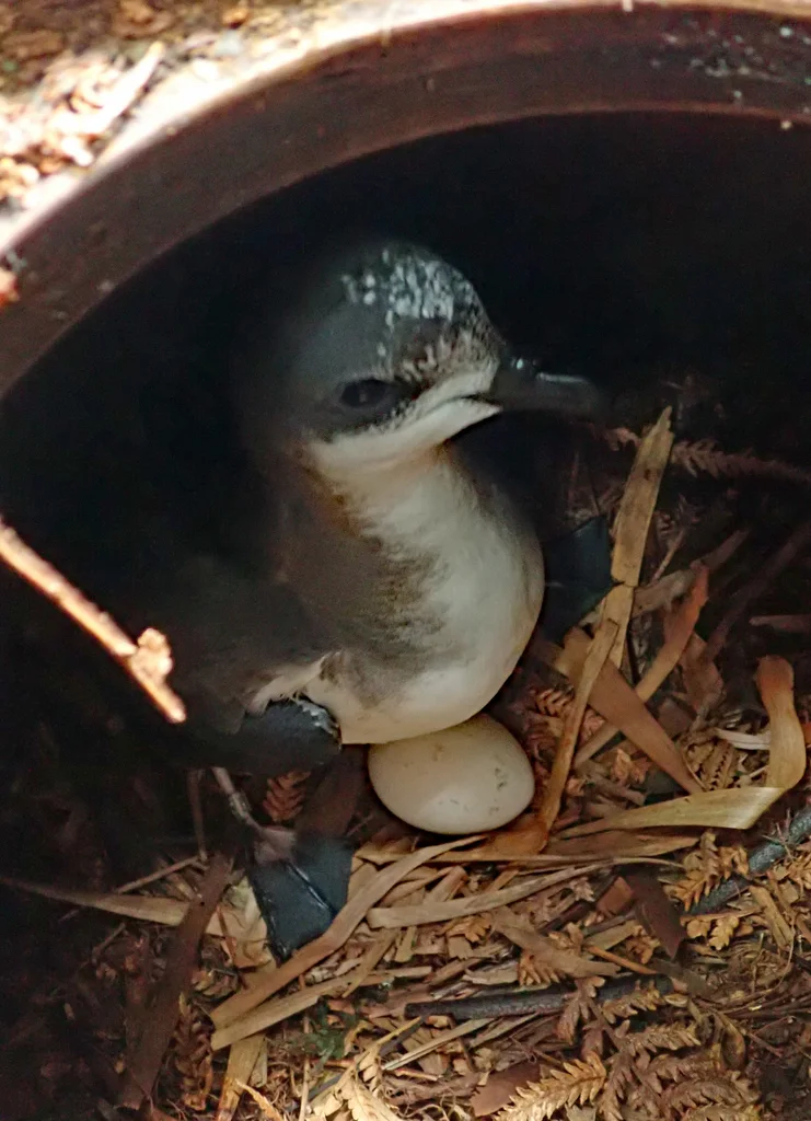 查岛圆尾鹱(Pterodroma axillaris)