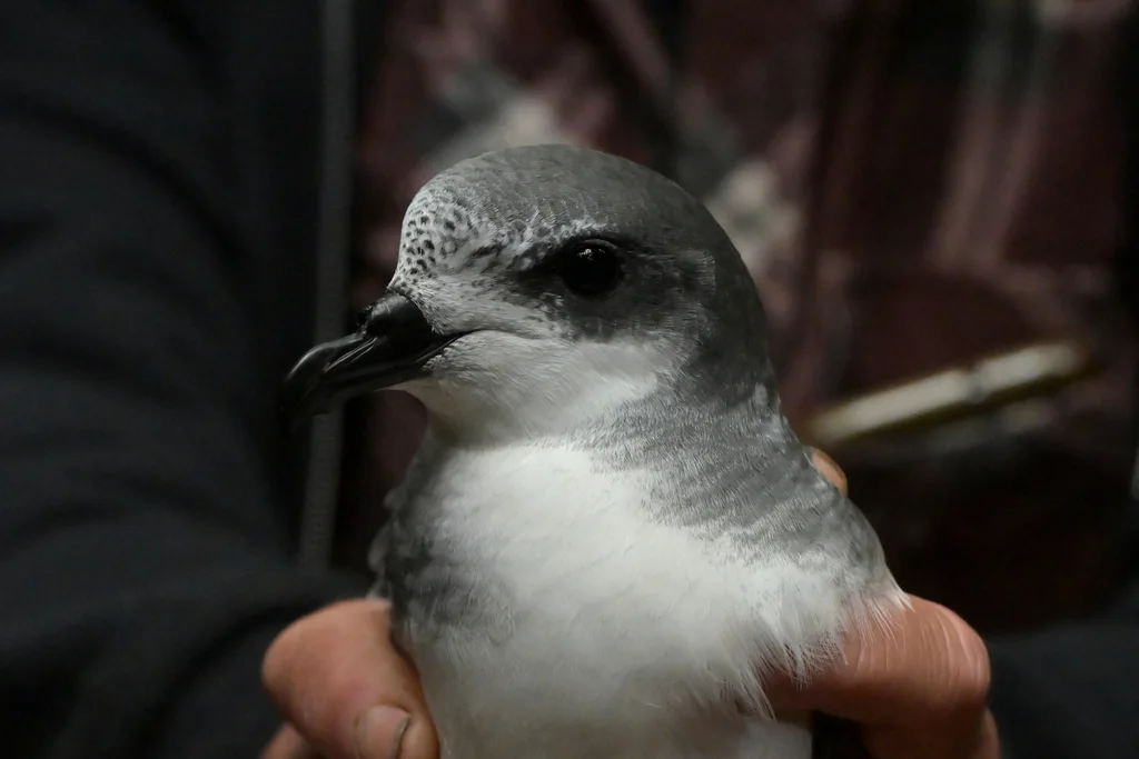 查岛圆尾鹱(Pterodroma axillaris)