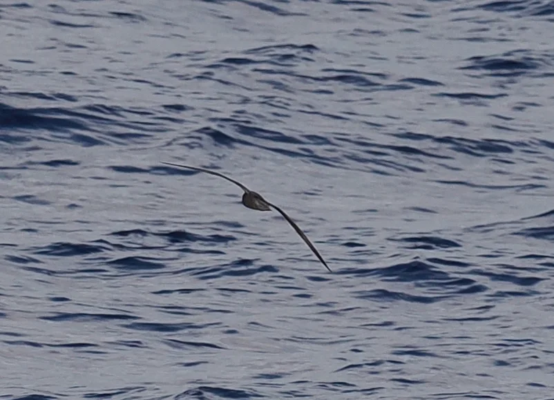 领圆尾鹱(Pterodroma brevipes)