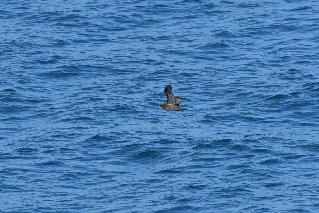 灰脸圆尾鹱(Pterodroma gouldi)
