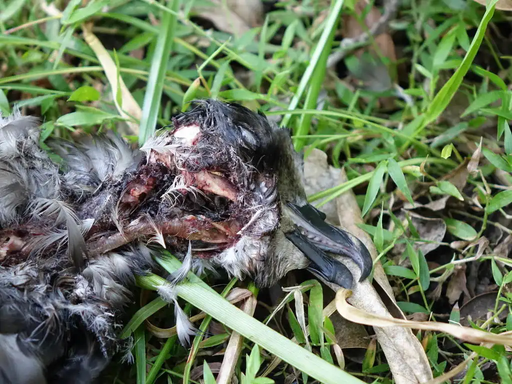 灰脸圆尾鹱(Pterodroma gouldi)