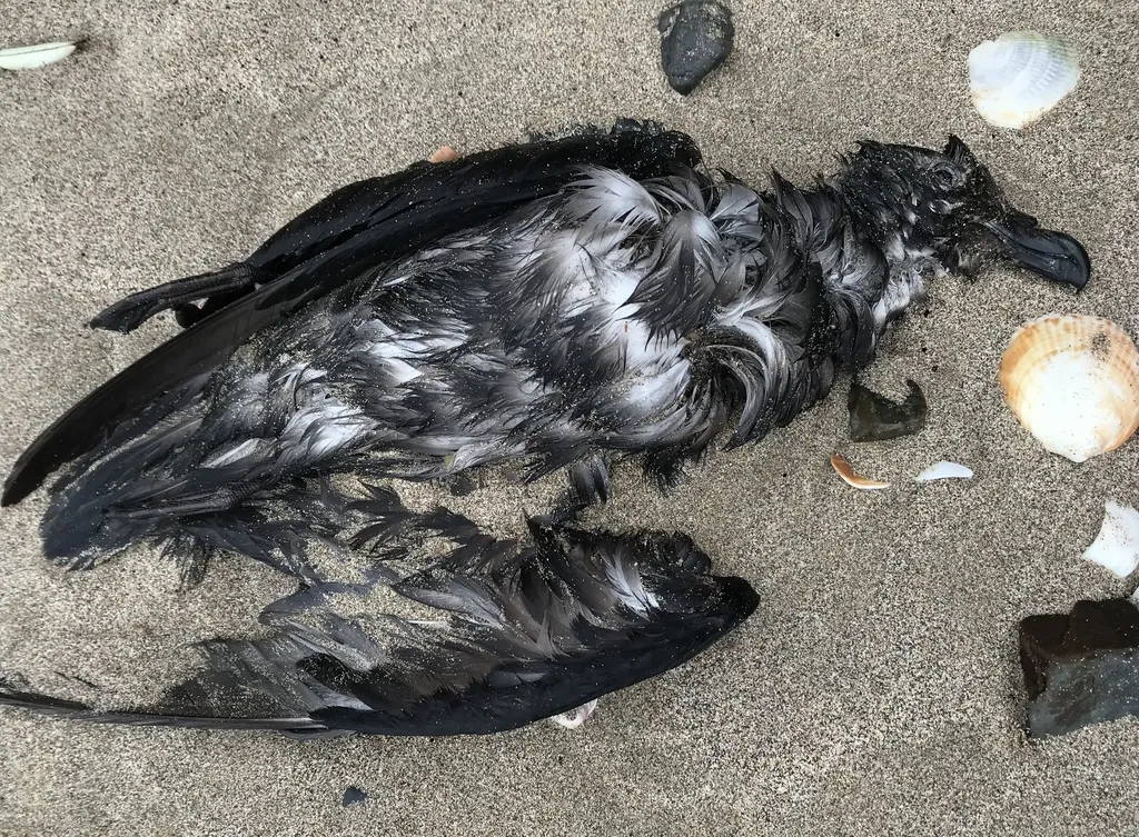 灰脸圆尾鹱(Pterodroma gouldi)
