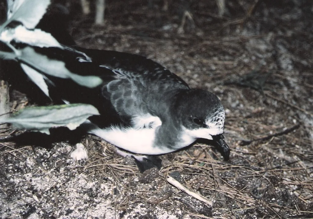 白额圆尾鹱(Pterodroma hypoleuca)