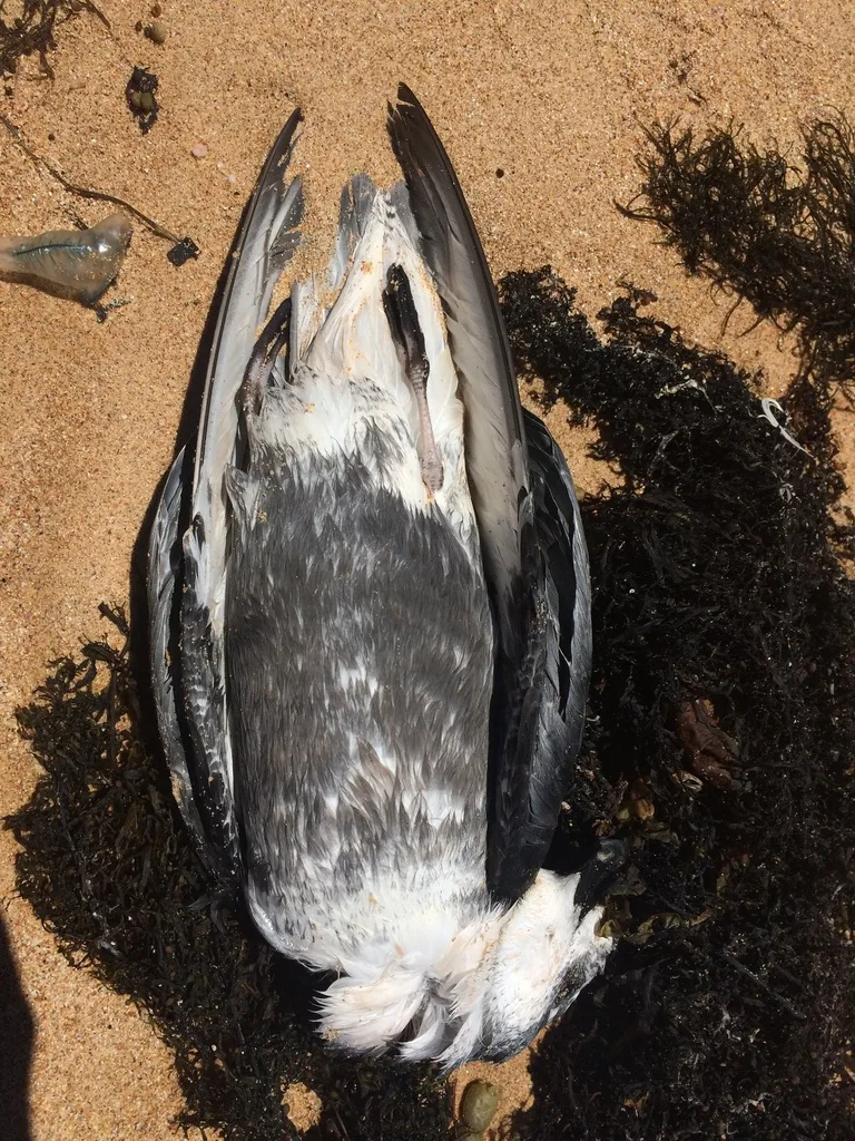 鳞斑圆尾鹱(Pterodroma inexpectata)