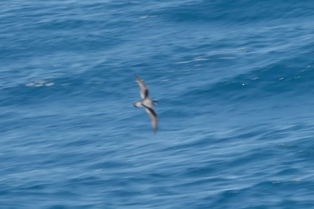 长嘴圆尾鹱(Pterodroma longirostris)
