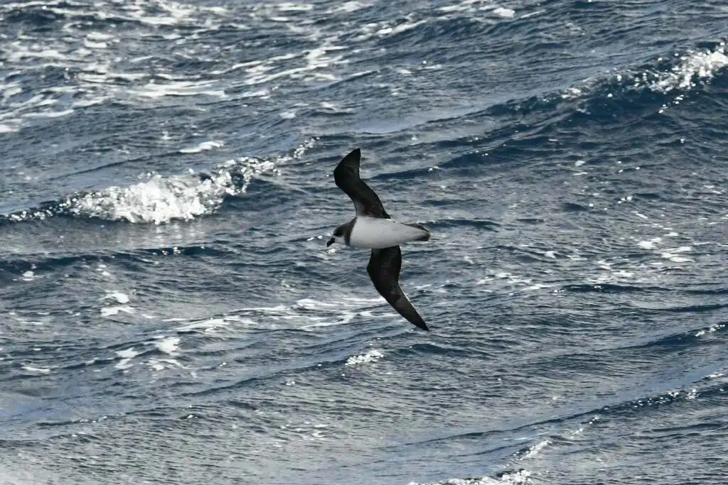 柔羽圆尾鹱(Pterodroma mollis)