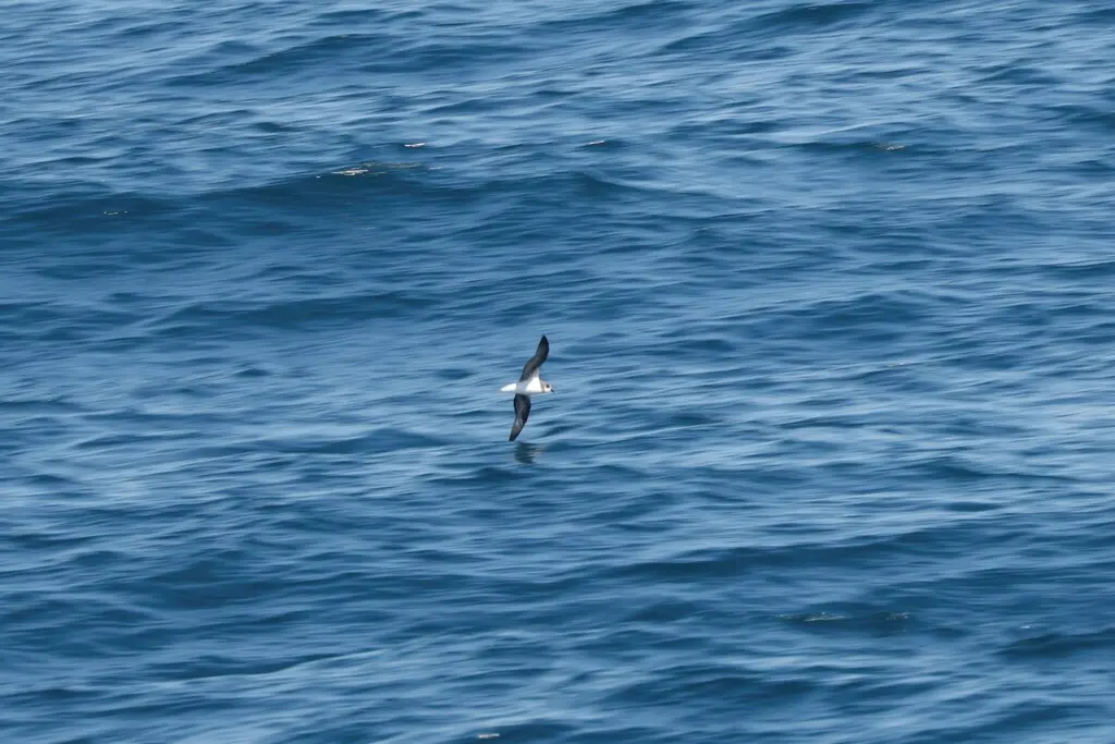 柔羽圆尾鹱(Pterodroma mollis)