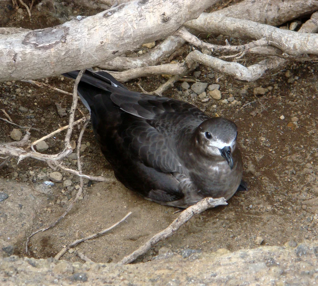 克岛圆尾鹱(Pterodroma neglecta)